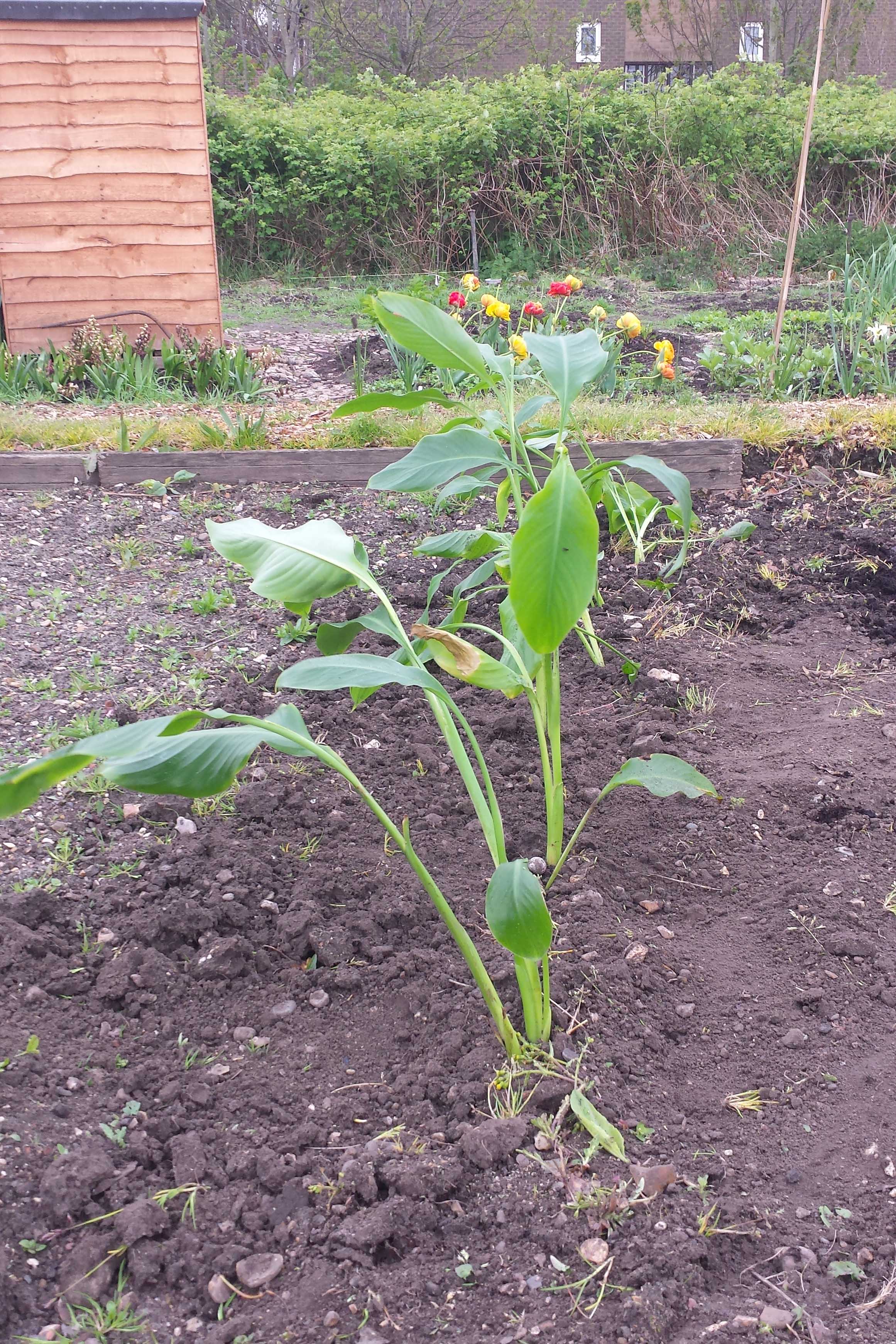 Transplanted arrowroot