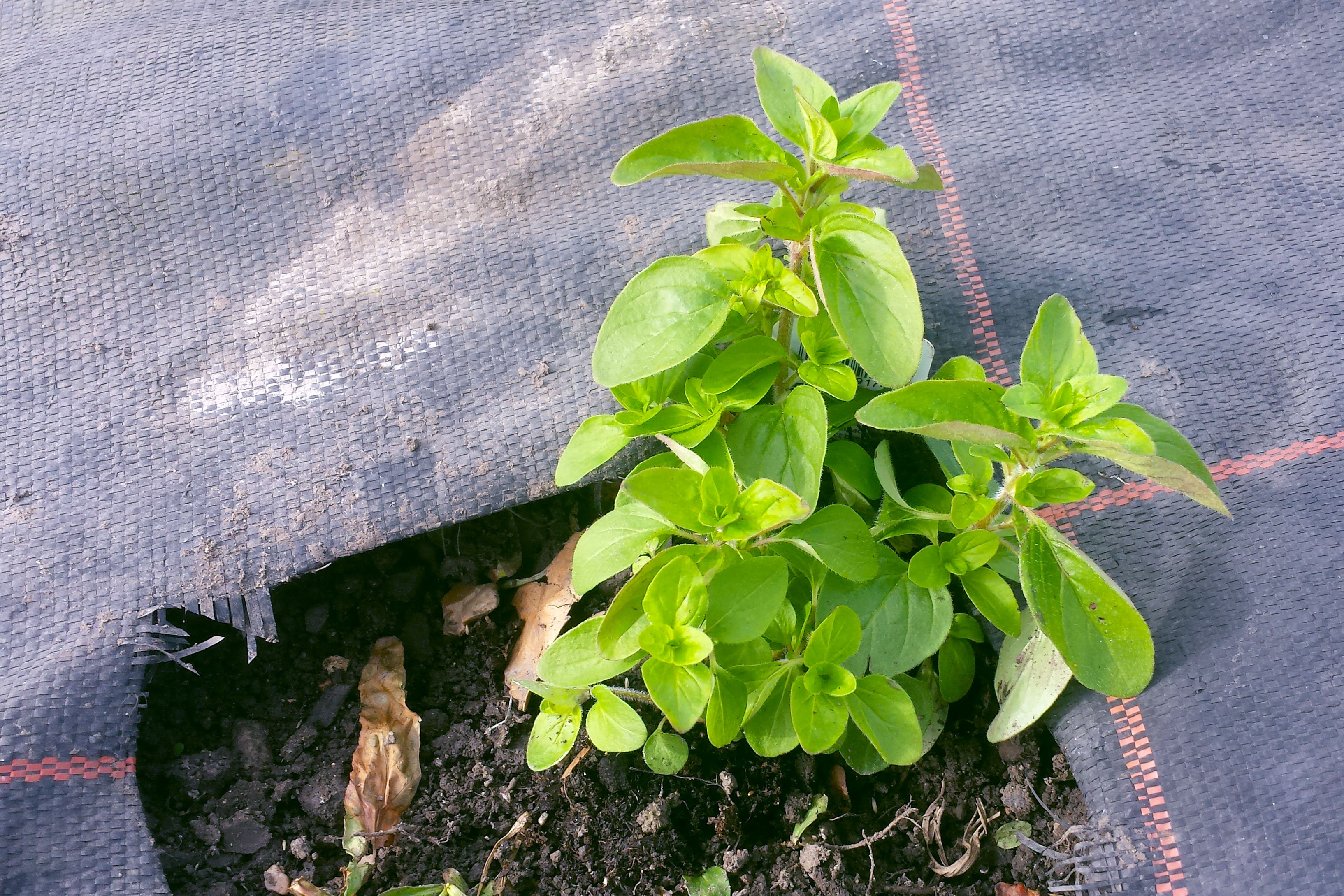 Newly planted marjoram