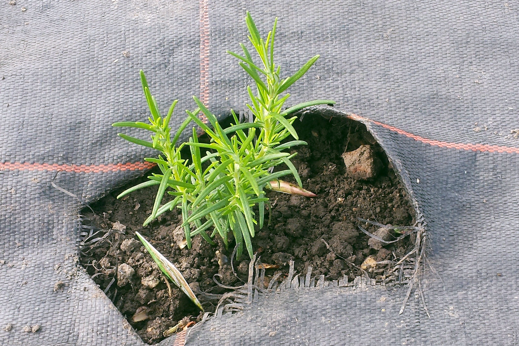 Newly planted rosemary