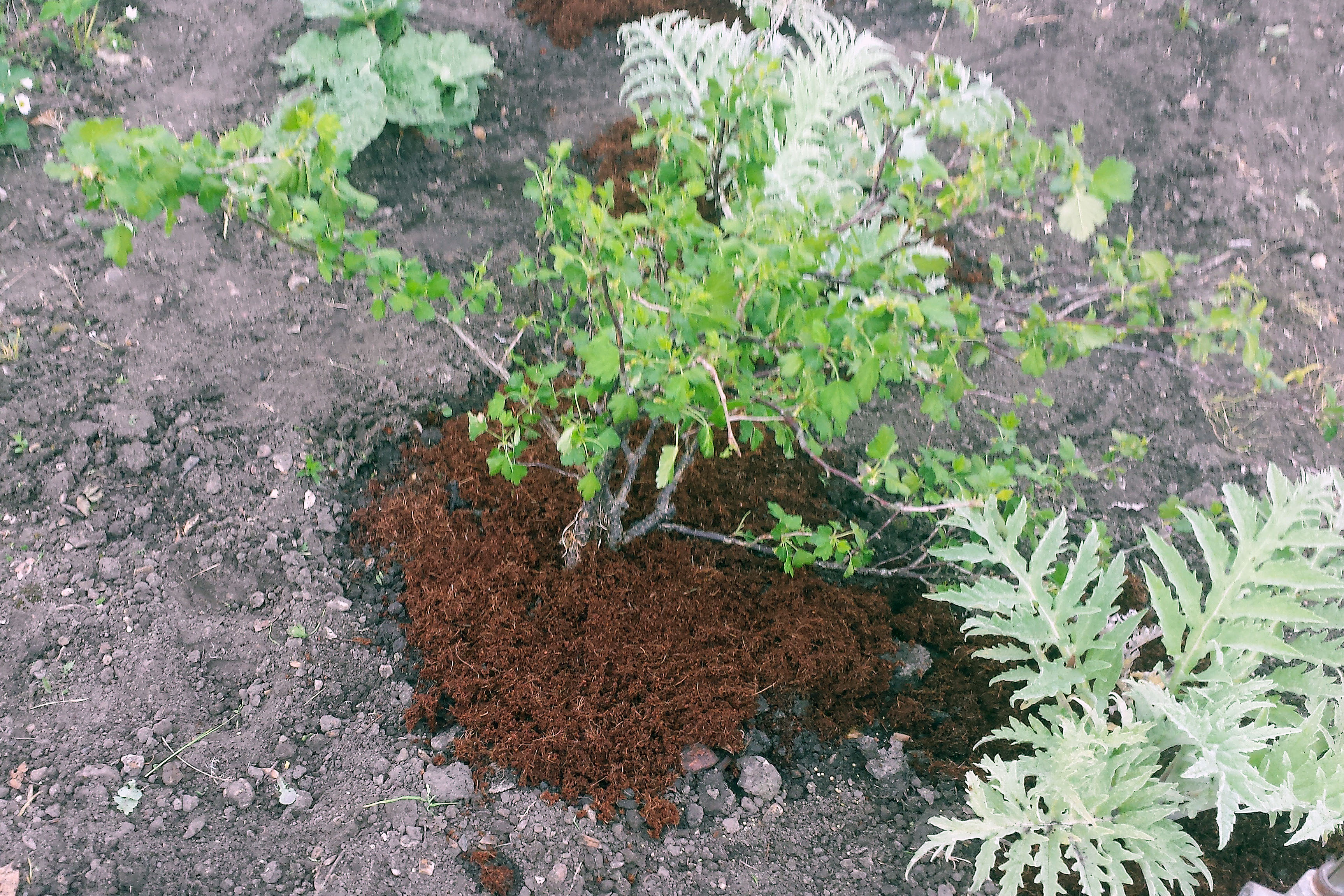 Transplanted gooseberry