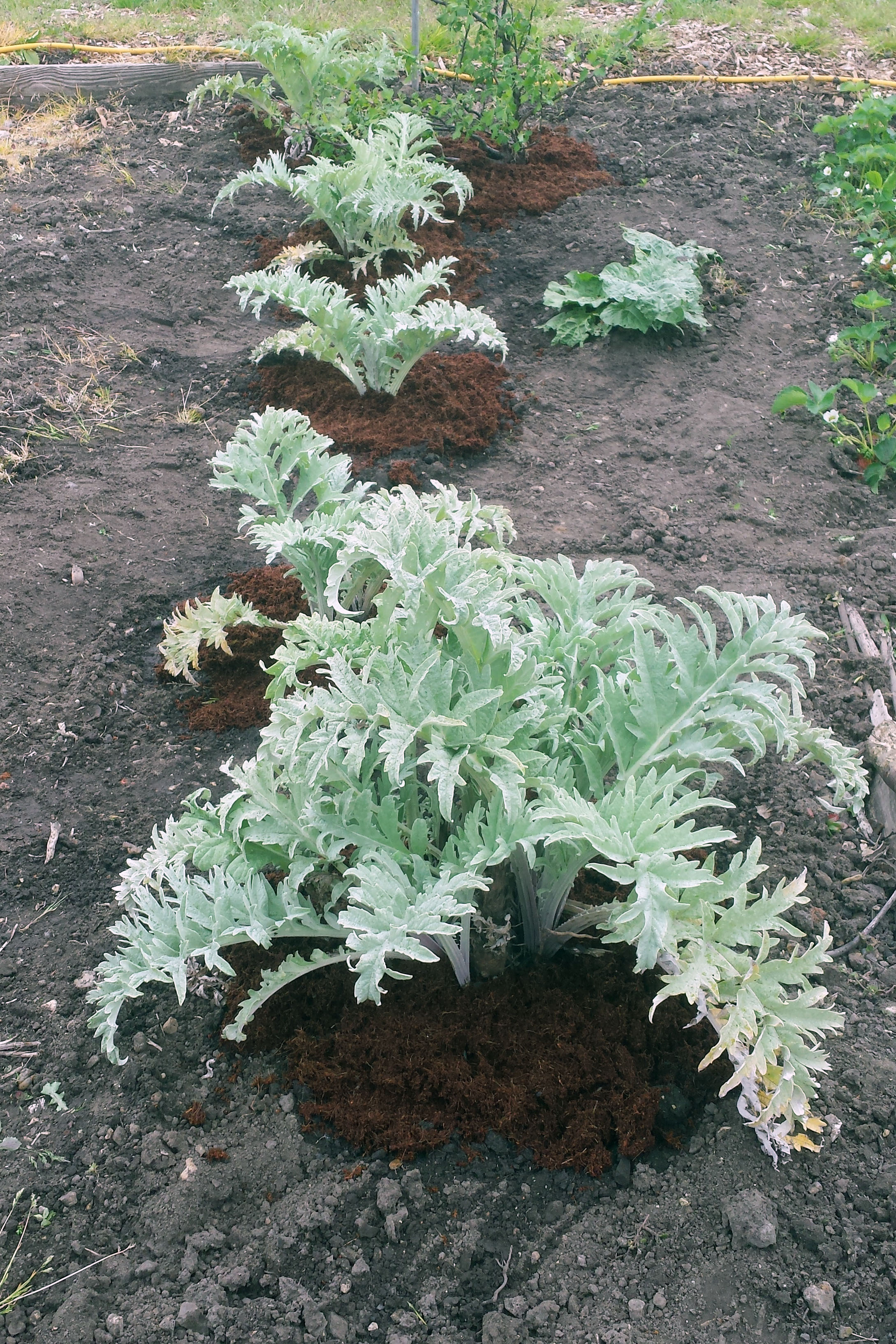 Globe artichokes