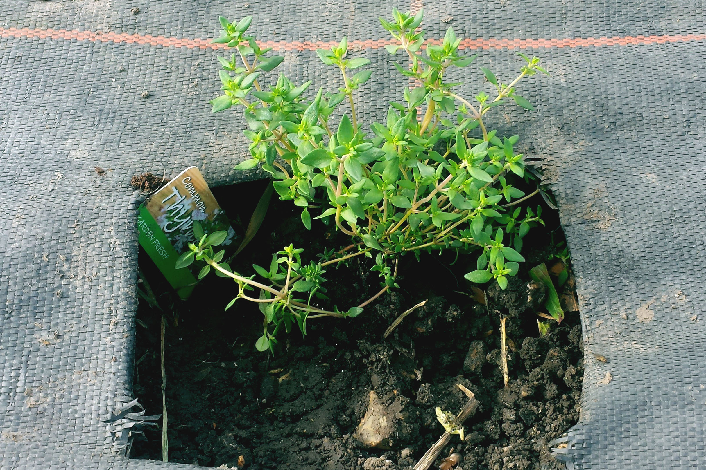 Newly planted thyme