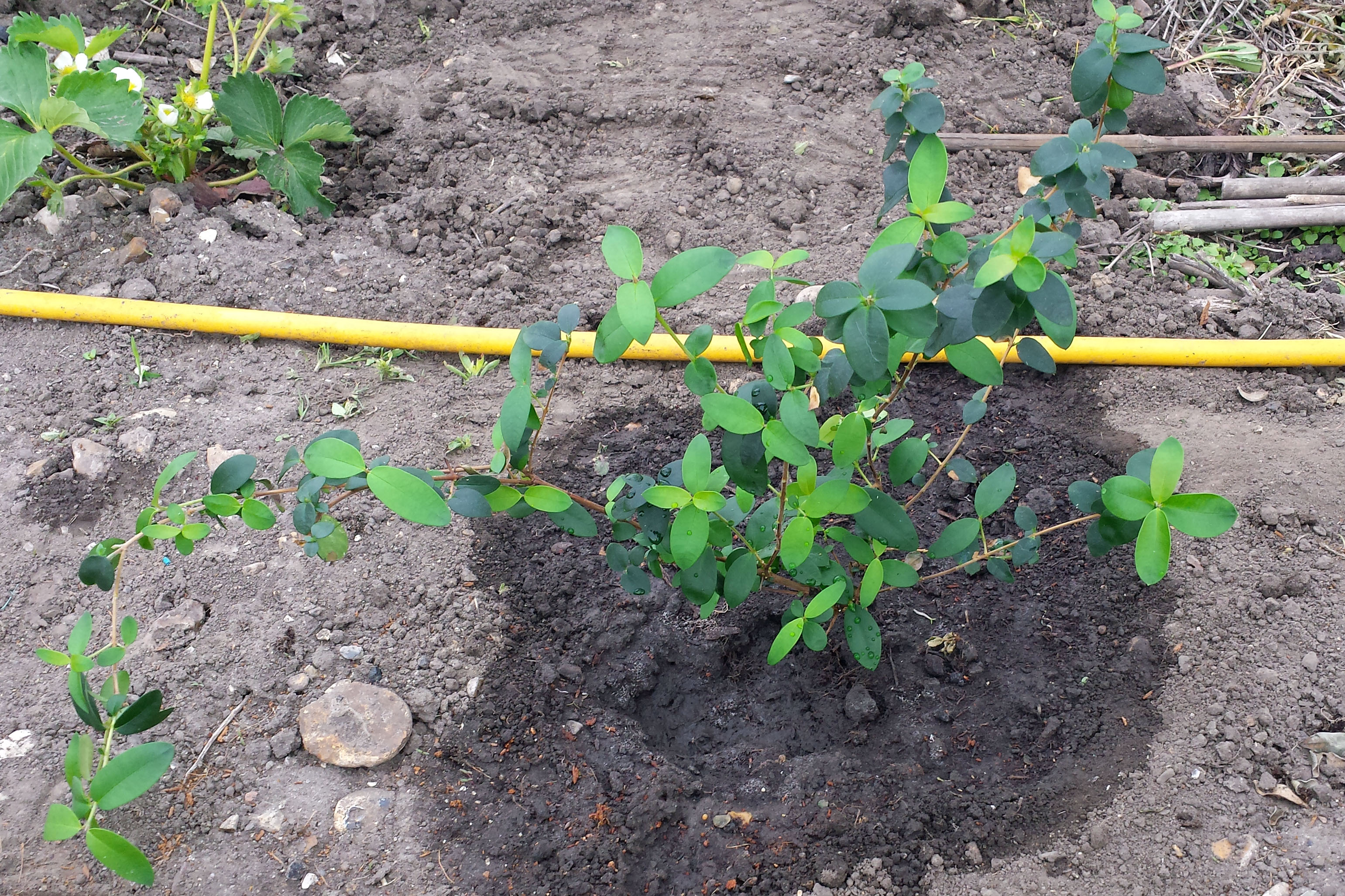 Planted out guava