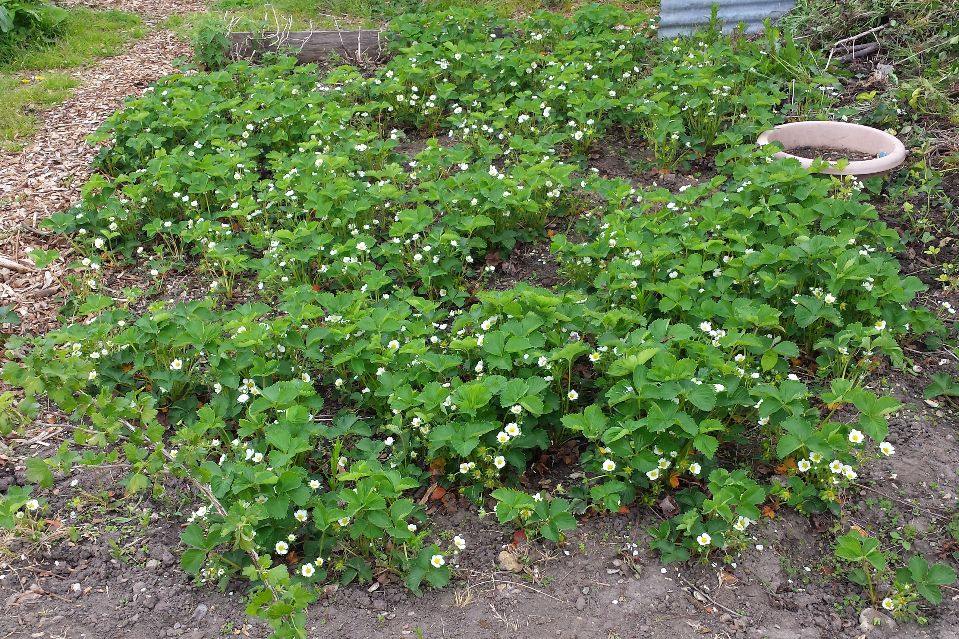 Strawberry bed flowering