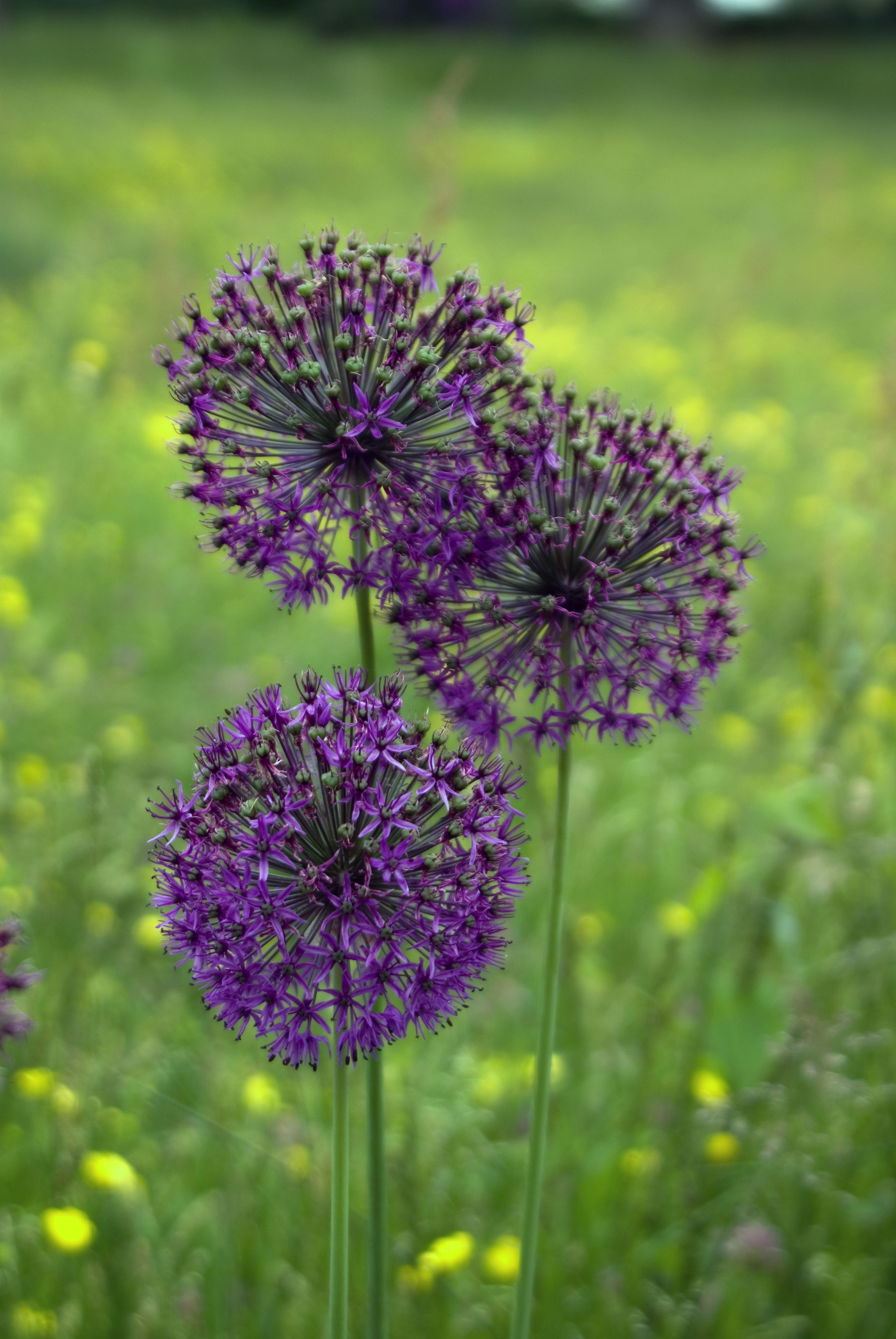 Aliums @ RHS Wisley