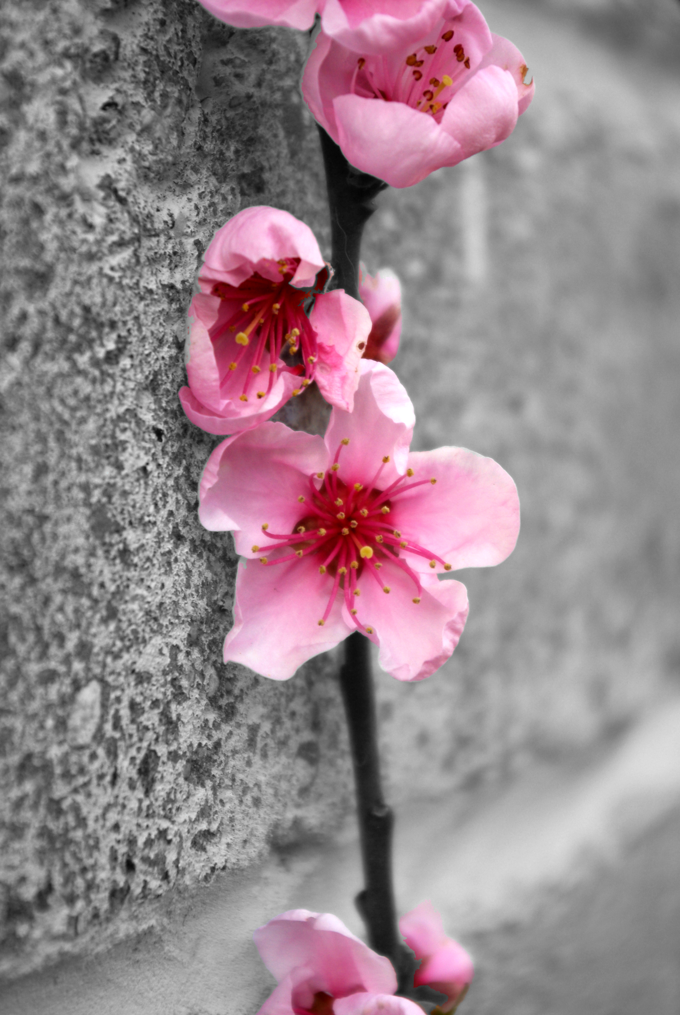 Nectarine flowers in my garden