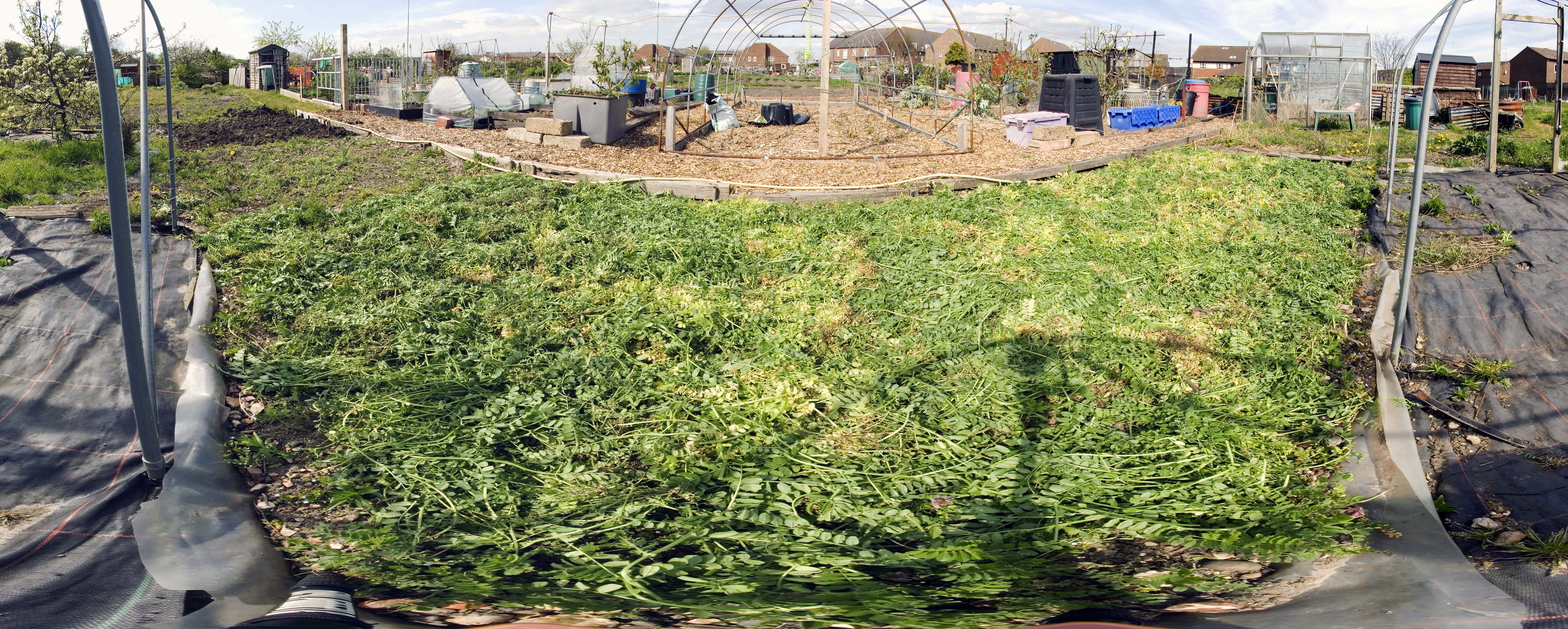 Green manure left to surface wilt